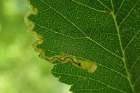Stigmella lemniscella