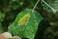 Phyllonorycter comparella