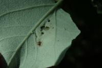 Phyllonorycter comparella