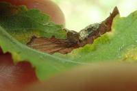 Phyllonorycter tristrigella
