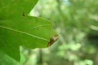Phyllonorycter acerifoliella