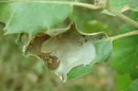 Acrocercops brongniardella