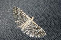 Alucita cancellata