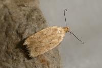 Agonopterix xeranthemella