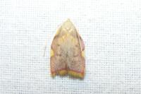 Carcina quercana
