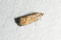 Cydia splendana