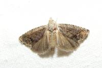 Cydia splendana