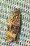 Celypha lacunana