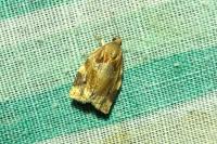 Archips xylosteana