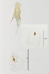 Argyresthia goedartella