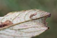 Coleophora lusciniaepennella