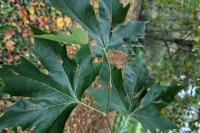 Phyllonorycter platani