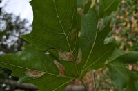 Phyllonorycter platani