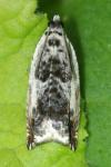 Ancylis laetana