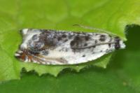 Ancylis laetana