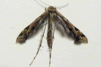 Amblyptilia acanthadactyla