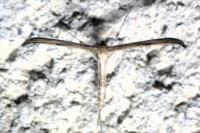 Emmelina monodactyla