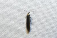 Coleophora