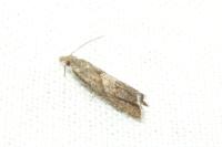 Dichrorampha