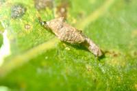 Coleophora lusciniaepennella