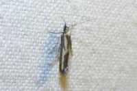 Ochromolopis ictella