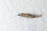 Ochromolopis ictella