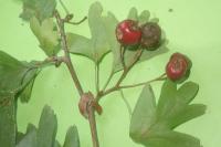 Grapholita janthinana