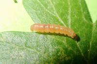 Grapholita janthinana