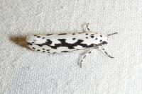 Ethmia pusiella/candidella