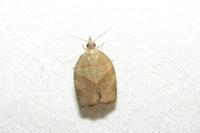 Pandemis dumetana