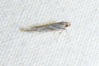 Pyroderces argyrogrammos