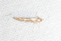 Pyroderces argyrogrammos