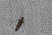 Calybites phasianipennella