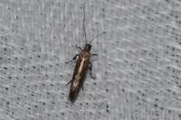 Calybites phasianipennella