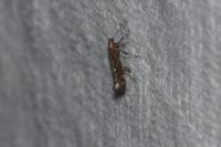 Calybites phasianipennella