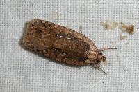 Agonopterix ciliella