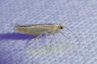 Argyresthia