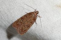 Depressaria olerella