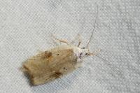 Agonopterix nervosa