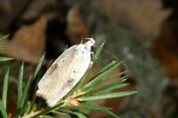 Agonopterix nervosa