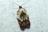 Acleris variegana