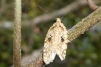 Agonopterix arenella