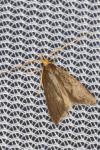 Eurodachtha pallicornella
