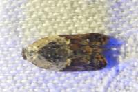 Acleris variegana
