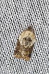 Acleris variegana