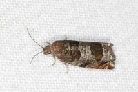 Ancylis achatana
