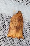 Archips podana