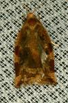 Archips xylosteana