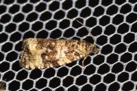 Celypha lacunana