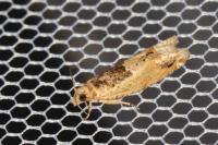 Crocidosema plebejana